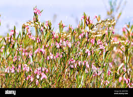 Image result for Chamaeclitandra