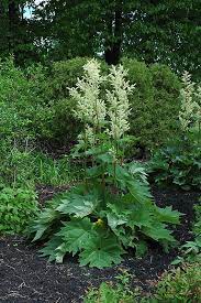 Find a stalk on your rhubarb plant that's ready to be picked. Ornamental Rhubarb Rheum Palmatum Var Tanguticum At Eagle Lake Nurseries Rhubarb Plants Big Leaf Plants Sun Loving Plants