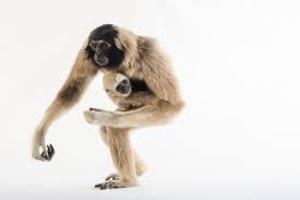 Image result for Hylebates cordatus