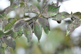 Image result for sooty mould