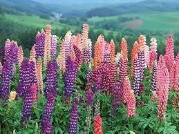 Lupins Garden Flower Beds Dream Garden Flower Garden Design