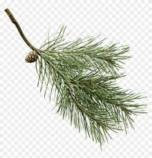 fir branch png pine branch with transparent background png download 971x964 5519395 pngfind fir branch png pine branch with