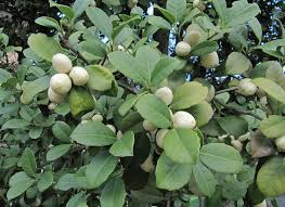 Image result for Elaeodendron croceum
