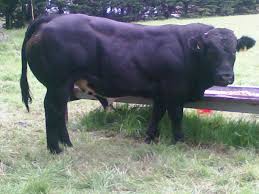 Typical body elevation of the belgian blue bulls ranges from 145 to 150 cm, along with approximately 140 cm for those cows. Progressive Genetics On Twitter Trevor Boland Bunna Agri Belgian Blue Bull From Limousin Cow Edj Bunnaagri Farm Belgianblueirl Agie