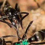 These termite-hunting ants lick the severed legs of their friends to treat them