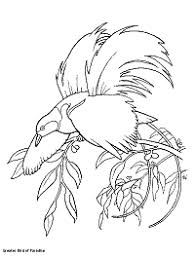 Find the best birds coloring pages for kids and adults and enjoy coloring it. Birds Coloring Pages 1