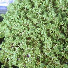 Image result for Sedum ruwenzoriense