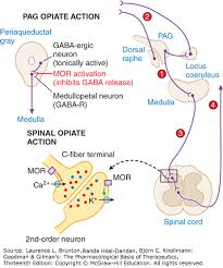 Opioids Analgesia And Pain Management Goodman Gilmans