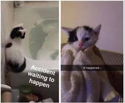 Check out the top 20 best and funny caturday memes below. 18 Hilarious Memes For A Purrfect Caturday Funny Animal Pictures Funny Cats In Water Funny Animals