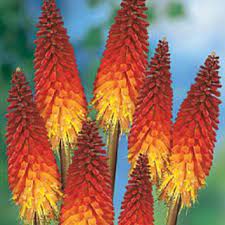 Red Hot Poker Red Hot Poker Plant Rare Flowers Amazing Flowers