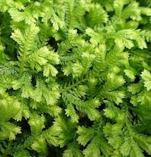 Image result for Selaginella kraussiana