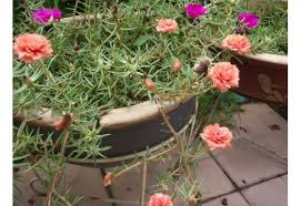 Kedi Tirnagi Ipek Cicegi Portulaca Grandiflora 45 Adet Fiyatimizdir