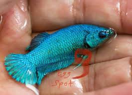 Female betta fish, on the other hand, are not very antagonistic, and will do well when placed together, although a pecking order will be established in the community tank over a period of time. Female Vs Male Betta Fish Which Is Better To Keep Zenaquaria