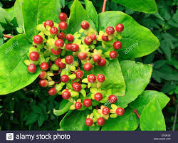 Hypericum Androsaemum Rote Beeren Johanniskraut Gartenpflanze Portrat Fruchte Beeren Hypericums Stockfotografie Alamy