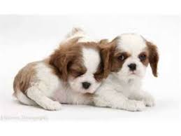 These dogs gained their popularity as a pet to royalty in scotland in the 1500's, and are today among the most popular breeds by the akc. How To Potty Train Cavalier King Charles Spaniel Puppy Free Mini Course Youtube