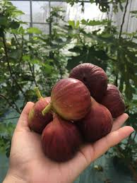 For the first cropping, the trees were headed back on january 10. Usm News Portal Usm Researchers Make Use Of Tissue Culture And Iot To Optimise The Growth Of Figs