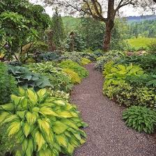 Jenn Ski Hostas Why I Love Them And Why You Should Too Have Been Thinking Of Adding Some Hostas To My Yard S Hosta Gardens Shade Garden Beautiful Gardens