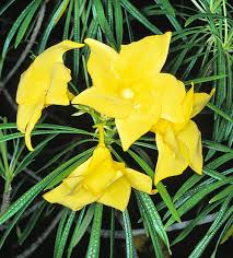 Image result for Cascabela