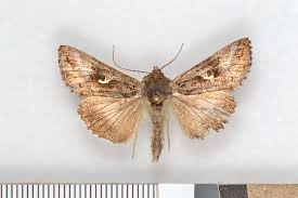 Image result for Autographa gamma