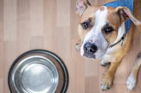 Apple slices, beans and carrots are good snacks to fill in between. Why Does My Dog Always Seem Hungry Freshpet
