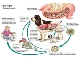 Can People Get Worms From Dogs Tapeworms Roundworms Hookworms And Heartworms Dogs Cats Pets