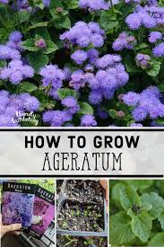 Image result for Ageratum