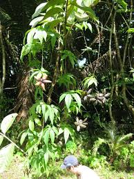 Image result for Merremia