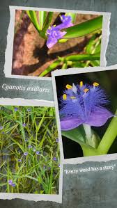 Image result for Cyanotis axillaris