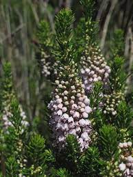 Cornish Heath Erica Vagans One Of The Flowers Described As Cornwall S National British Wild Flowers Flowers Spring Flowers