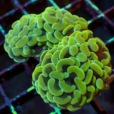 Image result for Aneilema zebrinum