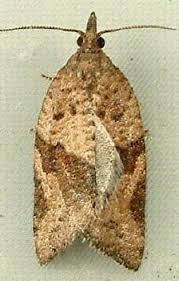 Image result for Ouratea andongensis