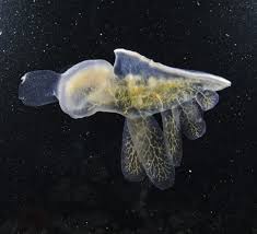 Image result for Melinis subglabra