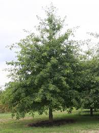 Image result for Quercus palustris