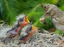 Baby Bird With Large Beak The First Photo I Ve Ever Seen Of Baby Roadrunners Bird Photography Baby Animals Bird Photo
