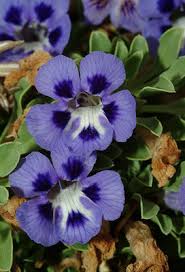 Image result for Aptosimum procumbens