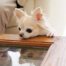 Pin Oleh Kathy Verrone Di Chihuahua Cuties Anjing Chihuahua Binatang Lucu Anak Anjing