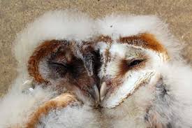 At night it is often heard calling as it flies high over farmland or marshes. Elder Barn Owl Nestlings Flexibly Redistribute Parental Food According To Siblings Need Or In Return For Allopreening