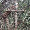 › joshua tree national park. Https Encrypted Tbn0 Gstatic Com Images Q Tbn And9gcr Vjtapykmdsq M0isvvvulxkfjdqjjubwgfmqqnje G0gcntn Usqp Cau