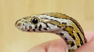 A snakebite is an injury caused by the bite of a snake, especially a venomous snake. Snake Bites Kill More People Than Cyclones In Odisha Experts Tell You Why Latest News India Hindustan Times