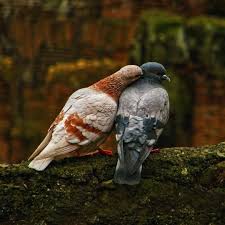 Under The Spreading Chestnut Tree I Sold You And You Sold Me Beaux Oiseaux Animaux