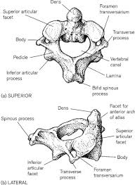 Maybe you would like to learn more about one of these? First Cervical Vertebra An Overview Sciencedirect Topics