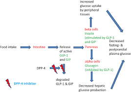 Frontiers Clinical Use Of Dpp 4 Inhibitors Endocrinology