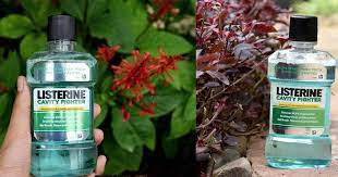 Amazing Listerine Uses In Garden That Works 7 Mouthwash Uses Balcony Garden Web
