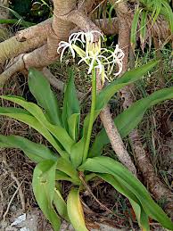 Image result for Crinum asiaticum