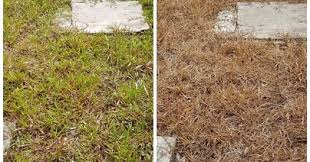 Ada 20 gudang lagu cara ulah racun rumput terbaru, klik salah satu untuk download lagu mudah download lagu dan video terbaru. Buat Sendiri Racun Rumpai Dengan Cara Yang Amat Mudah Dan Berkesan Blog Santai Santai Jerr