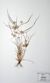 Image result for Queenslandiella