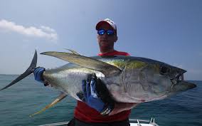 When you are out big game fishing in the maldives you can expect to catch tuna, trevally, barracuda, wahoo, marlin, sail fish and dorado to mention a few. Maldives Wfa Travel