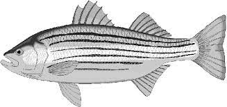 coloriage poissons et aquariums gratuit 13446 animaux ancre