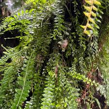 Image result for Asplenium dregeanum