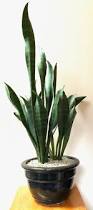 Image result for Sansevieria hyacinthoides